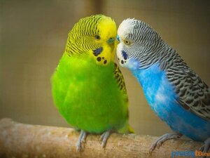 VÝKUP EXOTICKÉHO VTÁCTVA